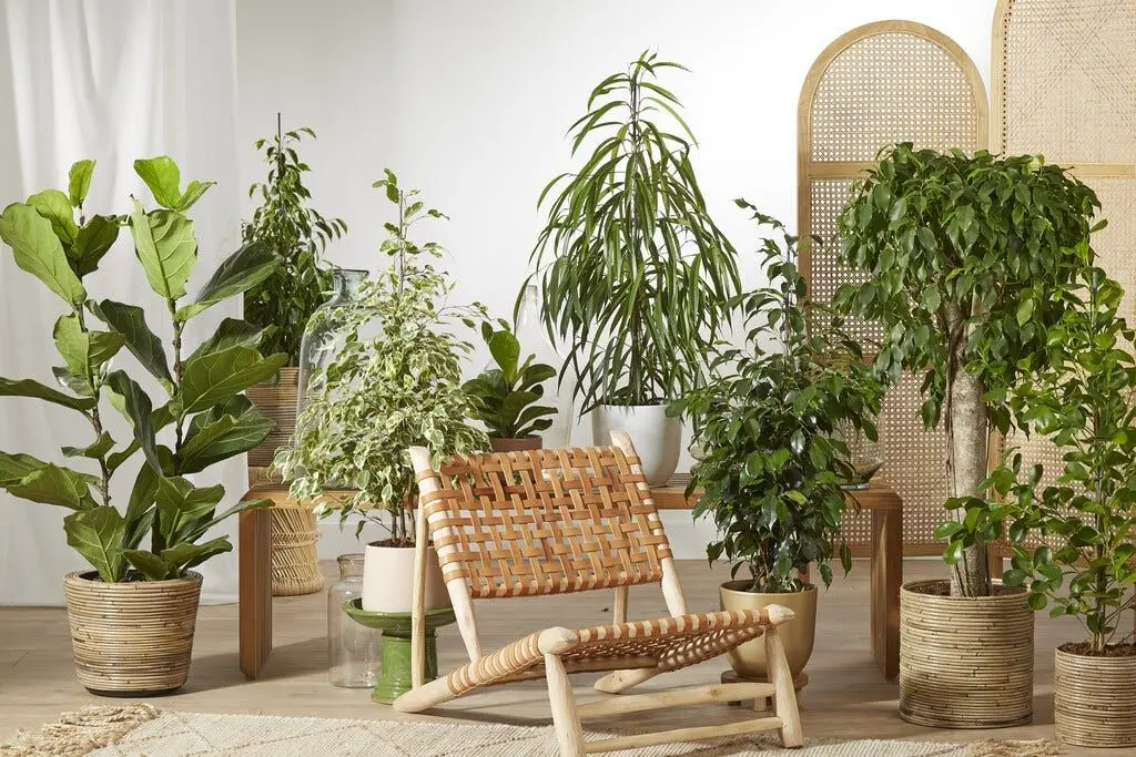 Planten Verkoop -Planten Verkoop Kamerplanten kiezen 1