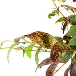 Planten Verkoop -Planten Verkoop aeschynanthus marmoratus lipstickplant in hangpot p17 h40 5