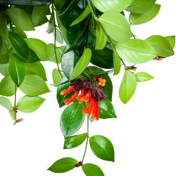 Aeschynanthus Monalisa - Lipstickplant - In Hangpot - P15 H20 - Kamerplant -Planten Verkoop aeschynanthus monalisa lipstickplant in hangpot p15 5