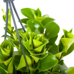 Planten Verkoop -Planten Verkoop aeschynanthus monalisa lipstickplant p15 5 12