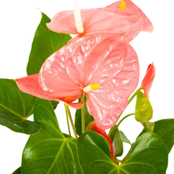 Planten Verkoop -Planten Verkoop anthurium andreanum flamingoplant p17 h70 roze 5 1