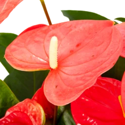 Planten Verkoop -Planten Verkoop anthurium andreanum flamingoplant p30 h80 roze 5 1