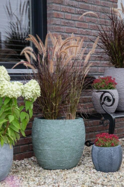 Bloempot Arizona Bullet Cypress Wash - D32 X H28.5cm - Groen 5 Bloempot Arizona Bullet Cypress Wash - D32 X H28.5cm - Groen -Planten Verkoop arizona bullet cypress wash d32h285 bloempot 7 9