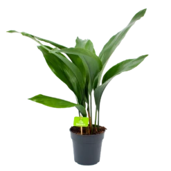 Aspidistra Elatior - Kwartjesplant - P15 H60 - Kamerplant