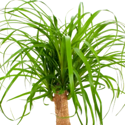 Beaucarnea Recurvata - Op Stam - Olifantenpoot - P21 H60 - Kamerplant -Planten Verkoop beaucarnea recurvata op stam olifantenpoot p21 h60 6 1