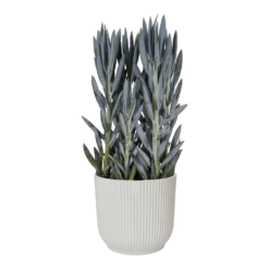 Bloempot Elho Vibes Fold Rond Wielen - D35 X H32cm - Zijdewit -Planten Verkoop bloempot elho vibes fold rond wielen d35 x h32cm zijdewit bloempot 3 3