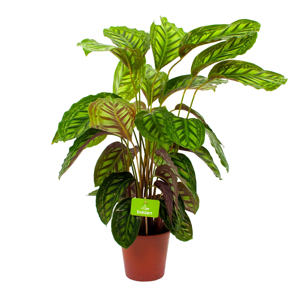 Planten Verkoop -Planten Verkoop calathea flamestar schaduwplant p19 h75 4
