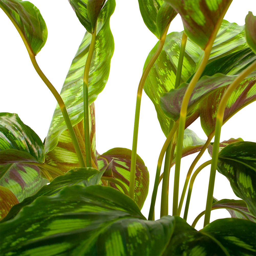 Planten Verkoop -Planten Verkoop calathea flamestar schaduwplant p19 h75 5