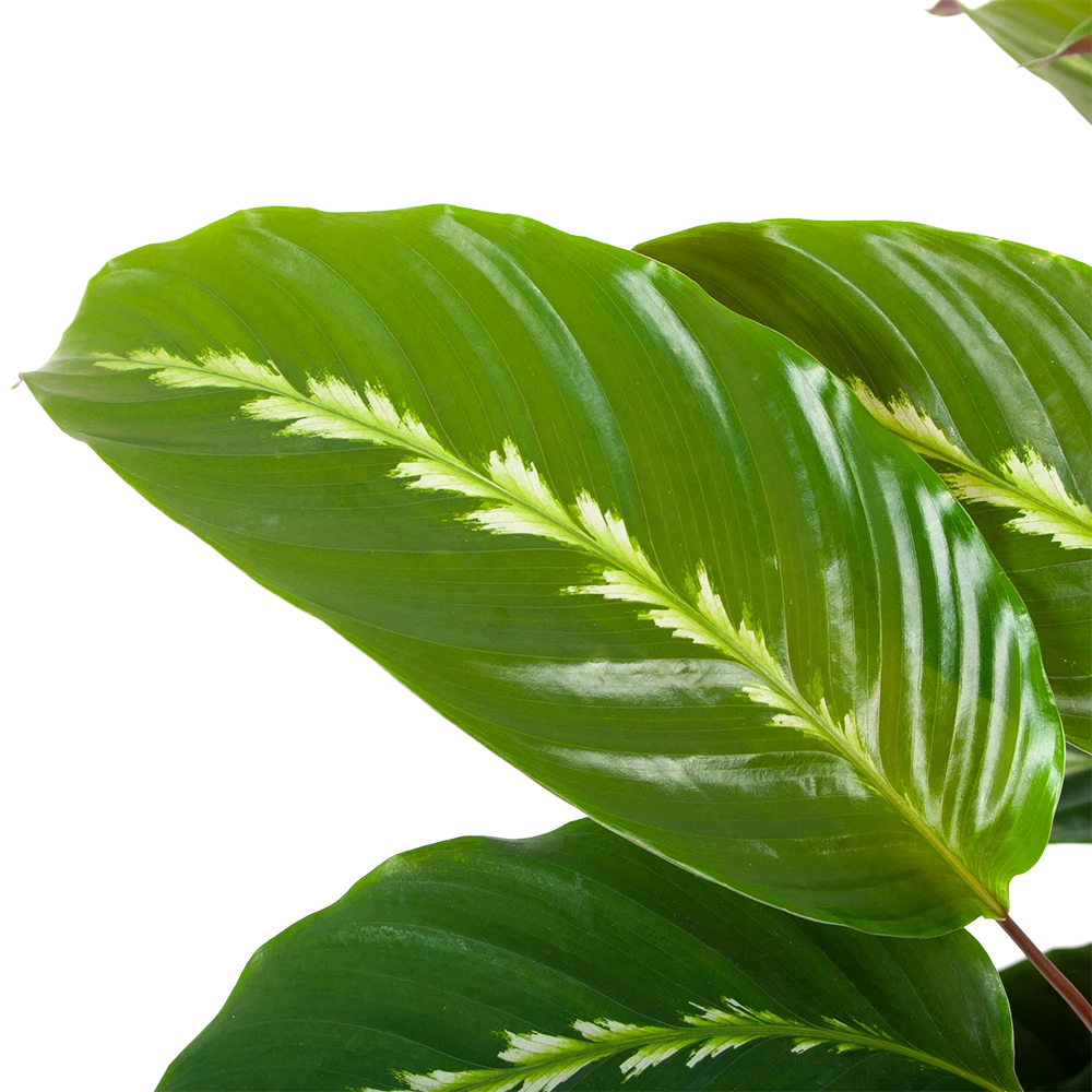 Calathea Maui Queen - Livingplant - P17 H70 - Kamerplant 2 Calathea Maui Queen - Livingplant - P17 H70 - Kamerplant - Afbeelding 2