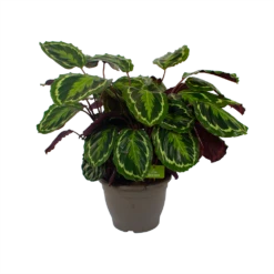 Calathea Medaillon - Schaduwplant - P32 H80 - Kamerplant -Planten Verkoop calathea medaillon schaduwplant p32 h80 2