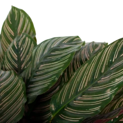 Calathea Ornata - Livingplant - P27 H80 - Kamerplant -Planten Verkoop calathea ornata livingplant p27 h80 6 3