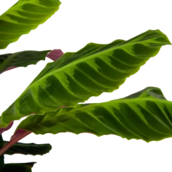 Calathea Warcewiczii - Livingplant - P21 H75 - Kamerplant -Planten Verkoop calathea warcewiczii livingplant p21 h75 6 1