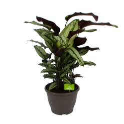 Calathea Whitestar - Schaduwplant - P32 H80 - Kamerplant