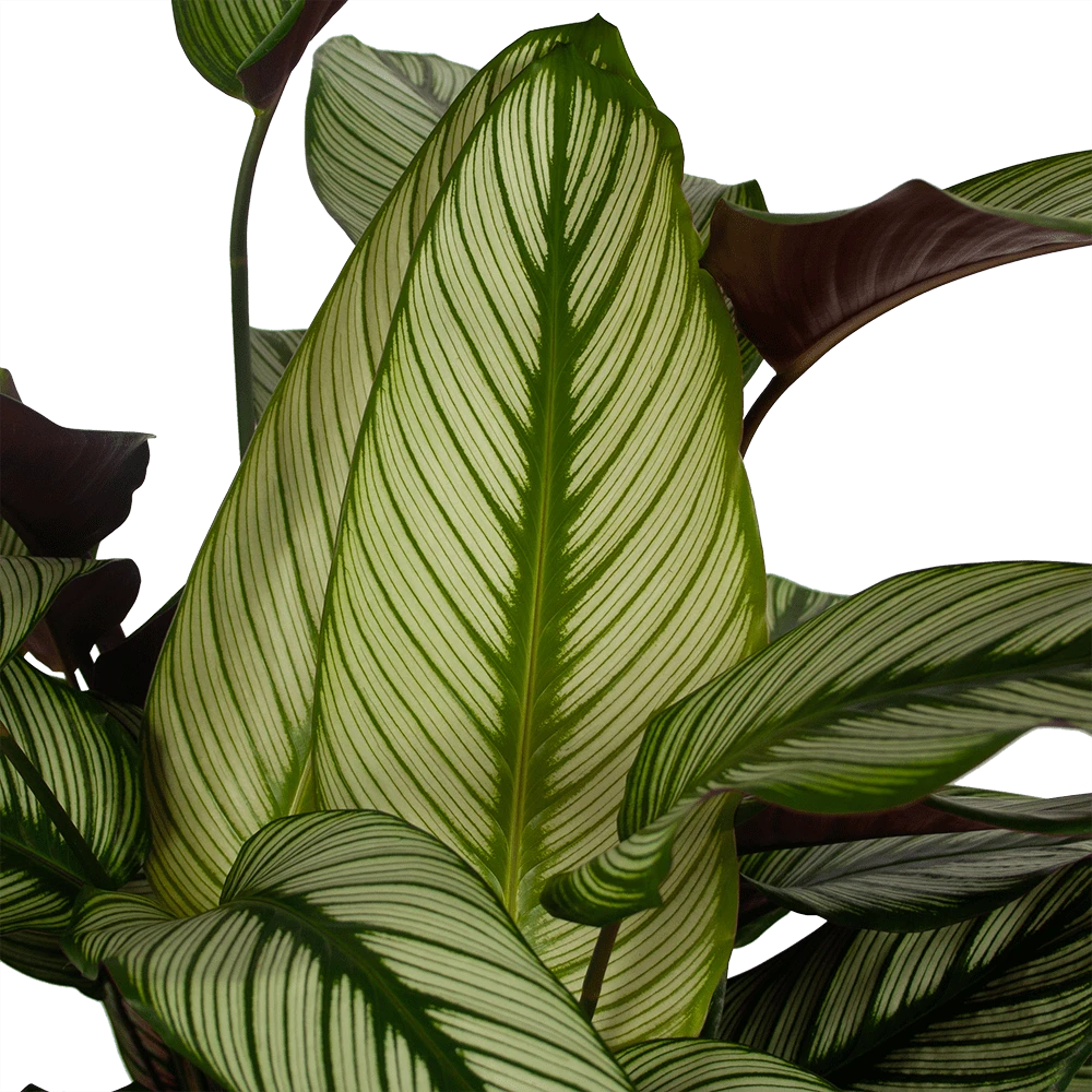 Calathea Whitestar - Schaduwplant - P32 H80 - Kamerplant 2 Calathea Whitestar - Schaduwplant - P32 H80 - Kamerplant - Afbeelding 2