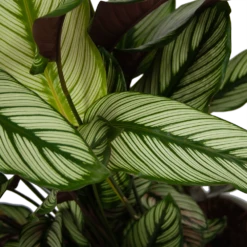 Calathea Whitestar - Schaduwplant - P32 H80 - Kamerplant 6 Calathea Whitestar - Schaduwplant - P32 H80 - Kamerplant -Planten Verkoop calathea whitestar schaduwplant p32 h80 6