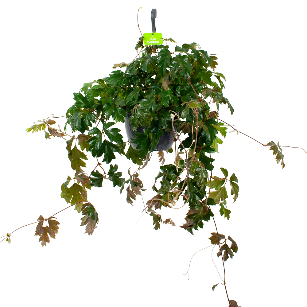 Cissus Rhombifolia - Kamerwijnstok - In Hangpot - P20 H40 - Kamerplant 1 Cissus Rhombifolia - Kamerwijnstok - In Hangpot - P20 H40 - Kamerplant