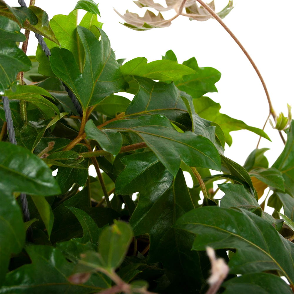 Cissus Rhombifolia - Kamerwijnstok - In Hangpot - P20 H40 - Kamerplant 2 Cissus Rhombifolia - Kamerwijnstok - In Hangpot - P20 H40 - Kamerplant - Afbeelding 2