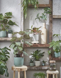 Bloempot Daan - D17 X H16cm - Groen 5 Bloempot Daan - D17 X H16cm - Groen -Planten Verkoop daan pot rond groen h16xd17cm bloempot 7 13