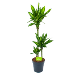 Dracaena Cintho - Op Stam - Drakenbloedboom - P21 H100 - Kamerplant