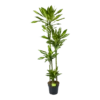 Dracaena Cintho - Op Stam - Drakenbloedboom - P27 H190 - Kamerplant