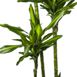 Dracaena Cintho - Op Stam - Drakenbloedboom - P27 H190 - Kamerplant -Planten Verkoop dracaena cintho op stam drakenbloedboom p27 h190 6