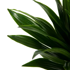Dracaena Compacta - Op Stam - Drakenbloedboom - P21 H100 - Kamerplant -Planten Verkoop dracaena compacta op stam drakenbloedboom p21 h100 6