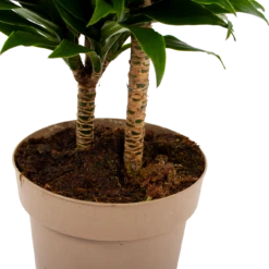 Dracaena Compacta - Op Stam - Drakenbloedboom - P21 H80 - Kamerplant -Planten Verkoop dracaena compacta op stam drakenbloedboom p21 h80 6 2