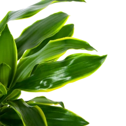 Dracaena Golden Coast - Op Stam - Drakenbloedboom - P27 H150 - Kamerplant -Planten Verkoop dracaena golden coast op stam drakenbloedboom p27 h150 6