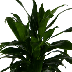 Dracaena Janet Craig - Vertrakt - Drakenbloedboom - P24 H110 - Kamerplant -Planten Verkoop dracaena janet craig vertrakt drakenbloedboom p24 h110 kamerplant 4