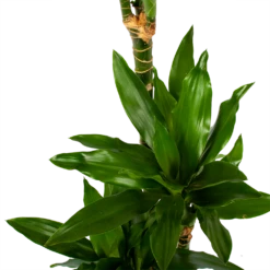 Dracaena Janet Lind - Op Stam - Drakenbloedboom - P21 H100 - Kamerplant -Planten Verkoop dracaena janet lind op stam drakenbloedboom p21 h100 6 1