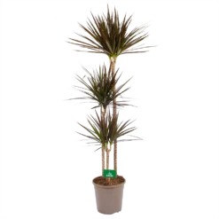 Dracaena Marginata Magenta - Op Stam - Drakenbloedboom - P24 H140 - Kamerplant