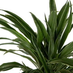 Dracaena Warneckei - Vertakt - Drakenbloedboom - P24 H110 - Kamerplant 6 Dracaena Warneckei - Vertakt - Drakenbloedboom - P24 H110 - Kamerplant -Planten Verkoop dracaena warneckei vertakt drakenbloedboom p24 h110 kamerplant 4
