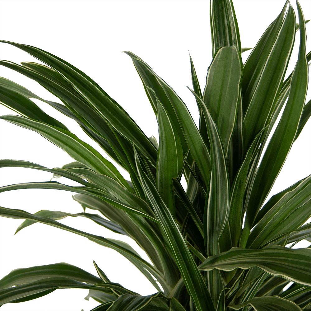 Dracaena Warneckei - Vertakt - Drakenbloedboom - P24 H110 - Kamerplant 3 Dracaena Warneckei - Vertakt - Drakenbloedboom - P24 H110 - Kamerplant - Afbeelding 3