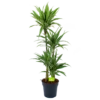 Dracaena White Stripe - Op Stam - Drakenbloedboom - P27 H150 - Kamerplant