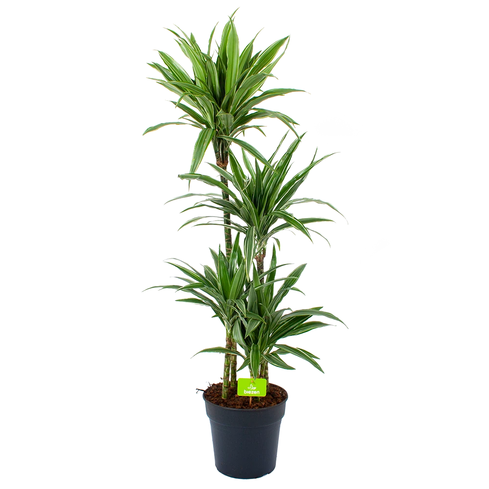 Dracaena White Stripe - Op Stam - Drakenbloedboom - P27 H150 - Kamerplant 1 Dracaena White Stripe - Op Stam - Drakenbloedboom - P27 H150 - Kamerplant