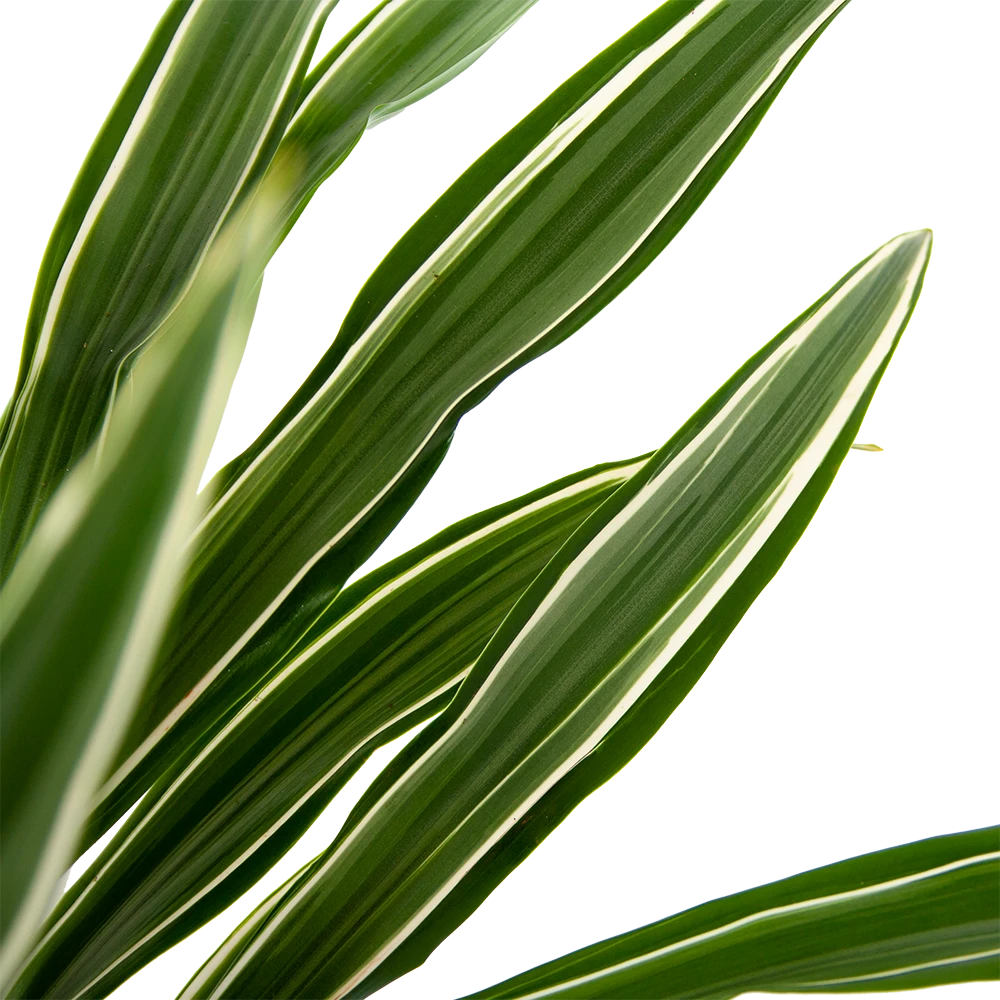 Dracaena White Stripe - Op Stam - Drakenbloedboom - P27 H150 - Kamerplant 2 Dracaena White Stripe - Op Stam - Drakenbloedboom - P27 H150 - Kamerplant - Afbeelding 2