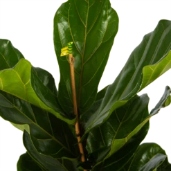 Ficus Lyrata - Tabaksplant - Toef - P17 H90 - Kamerplant -Planten Verkoop ficus lyrata tabaksplant toef p17 h90 5