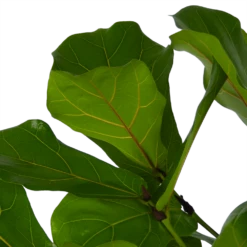 Ficus Lyrata Vertakt - Tabaksplant - P27 H140 - Kamerplant -Planten Verkoop ficus lyrata vertakt tabaksplant p27 h140 kamerplant 4