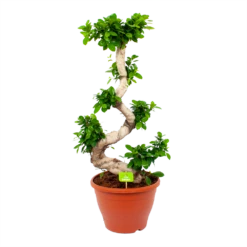Ficus Microcarpa Ginseng - Bonsai - P29 H90 - Kamerplant