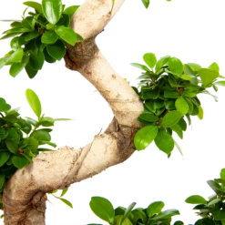 Ficus Microcarpa Ginseng - Bonsai - P29 H90 - Kamerplant -Planten Verkoop ficus microcarpa ginseng bonsai p29 h90 6
