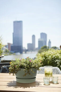 Plantenschaal Elho Greenville 33cm - Bladgroen -Planten Verkoop greenville schaal 33cm bloempot bladgroen 6 13