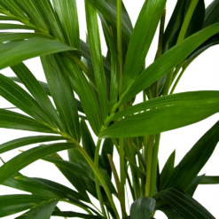 Kentiapalm - Howea Forsteriana - P19 H80 - Kamerplant -Planten Verkoop kentiapalm howea forsteriana p19 h80 6