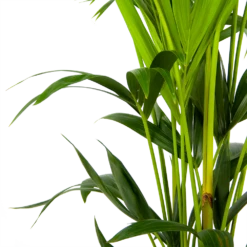 Kentiapalm - Howea Forsteriana - P24 H150 - Kamerplant -Planten Verkoop kentiapalm howea forsteriana p24 h150 3