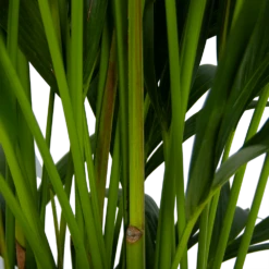 Kentiapalm - Howea Forsteriana - P27 H170 - Kamerplant -Planten Verkoop kentiapalm howea forsteriana p27 h170 5