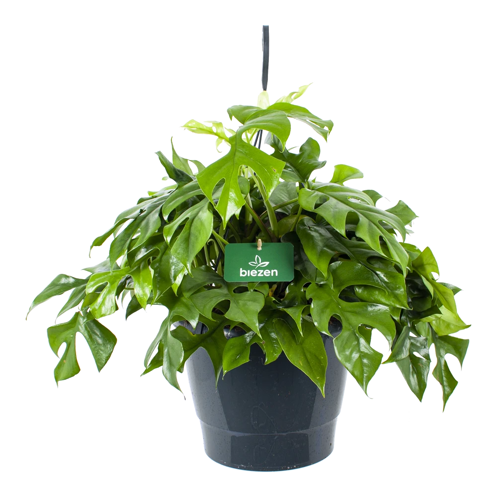 Monstera Minima - Gatenplant - In Hangpot - P27 H30 - Kamerplant 1 Monstera Minima - Gatenplant - In Hangpot - P27 H30 - Kamerplant