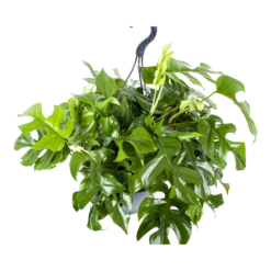 Planten Verkoop -Planten Verkoop monstera minima gatenplant in hangpot p27 h30 5