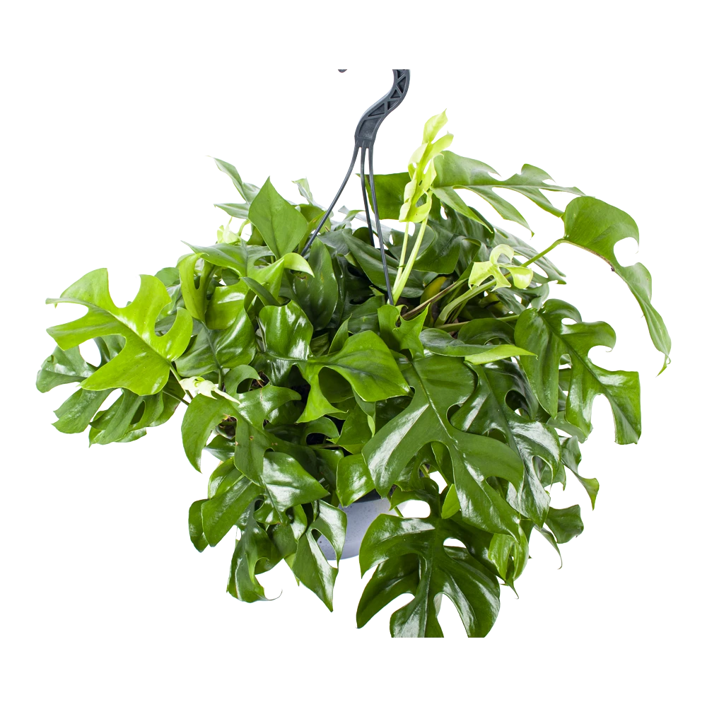 Monstera Minima - Gatenplant - In Hangpot - P27 H30 - Kamerplant 2 Monstera Minima - Gatenplant - In Hangpot - P27 H30 - Kamerplant - Afbeelding 2