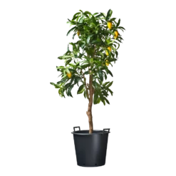 Nature - Ritzi Container Zwart 50L - Met Handgreep 5 Nature - Ritzi Container Zwart 50L - Met Handgreep -Planten Verkoop nature ritzi container zwart 50l met handgreep plantencontainer 3