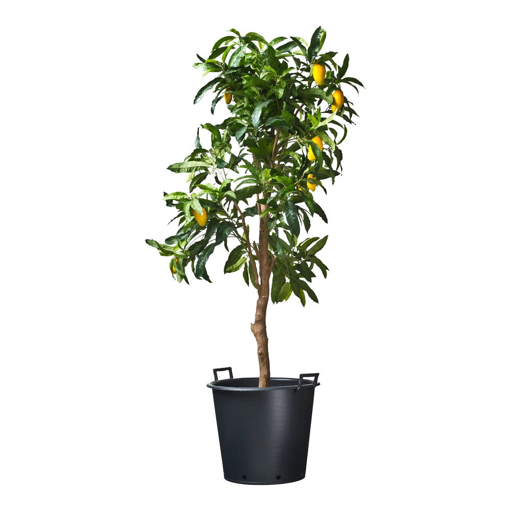 Nature - Ritzi Container Zwart 50L - Met Handgreep 3 Nature - Ritzi Container Zwart 50L - Met Handgreep - Afbeelding 3