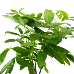 Pachira Aquatica - Geldboom - P27 H150 - Kamerplant -Planten Verkoop pachira aquatica geldboom p27 h150 6